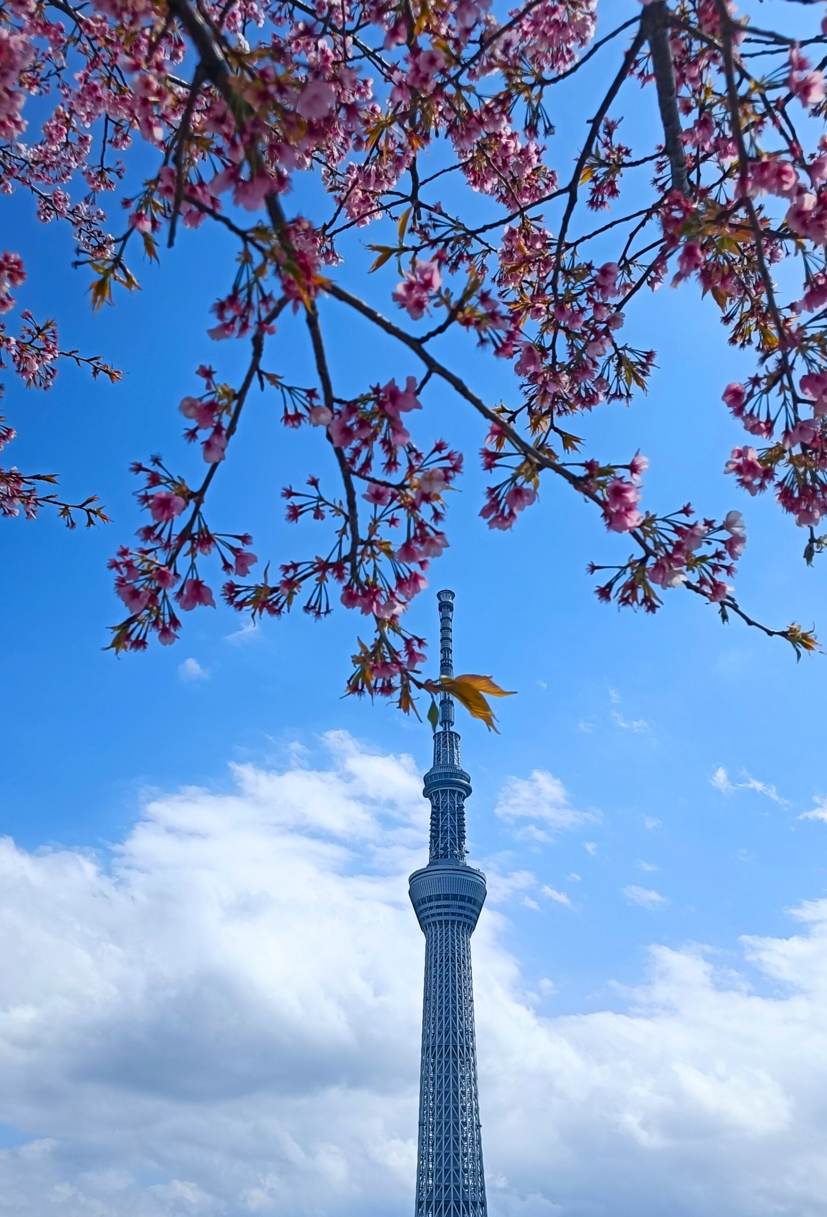 Sakura in Tokyo