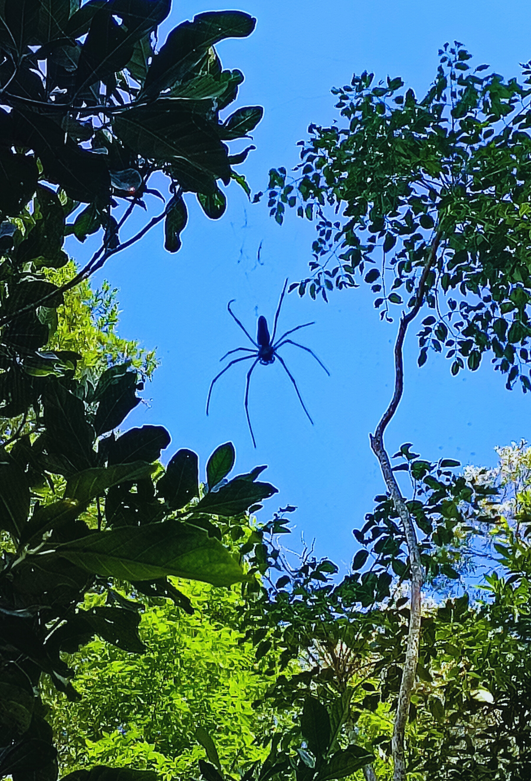 Daintree Rainforest