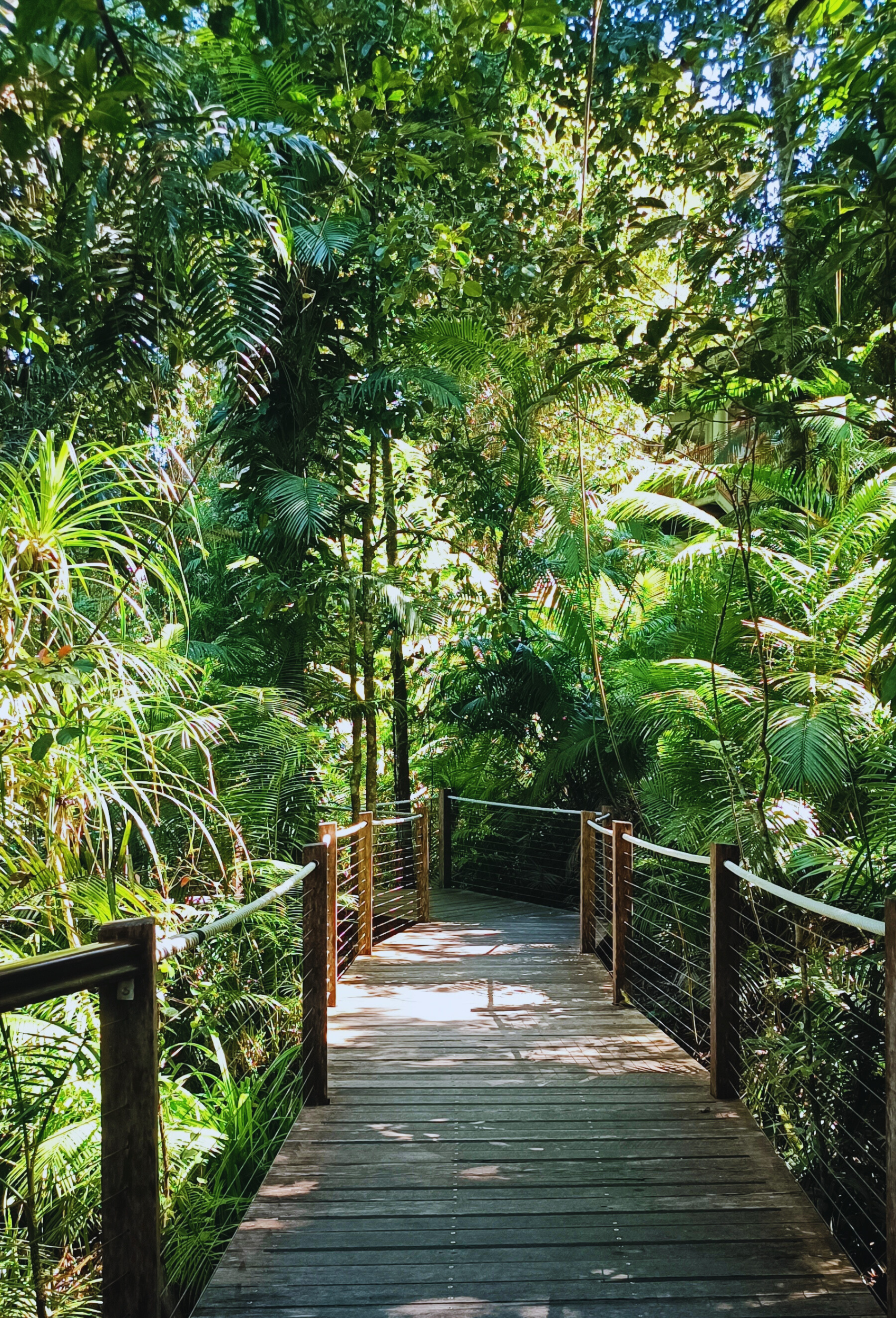 Daintree Rainforest