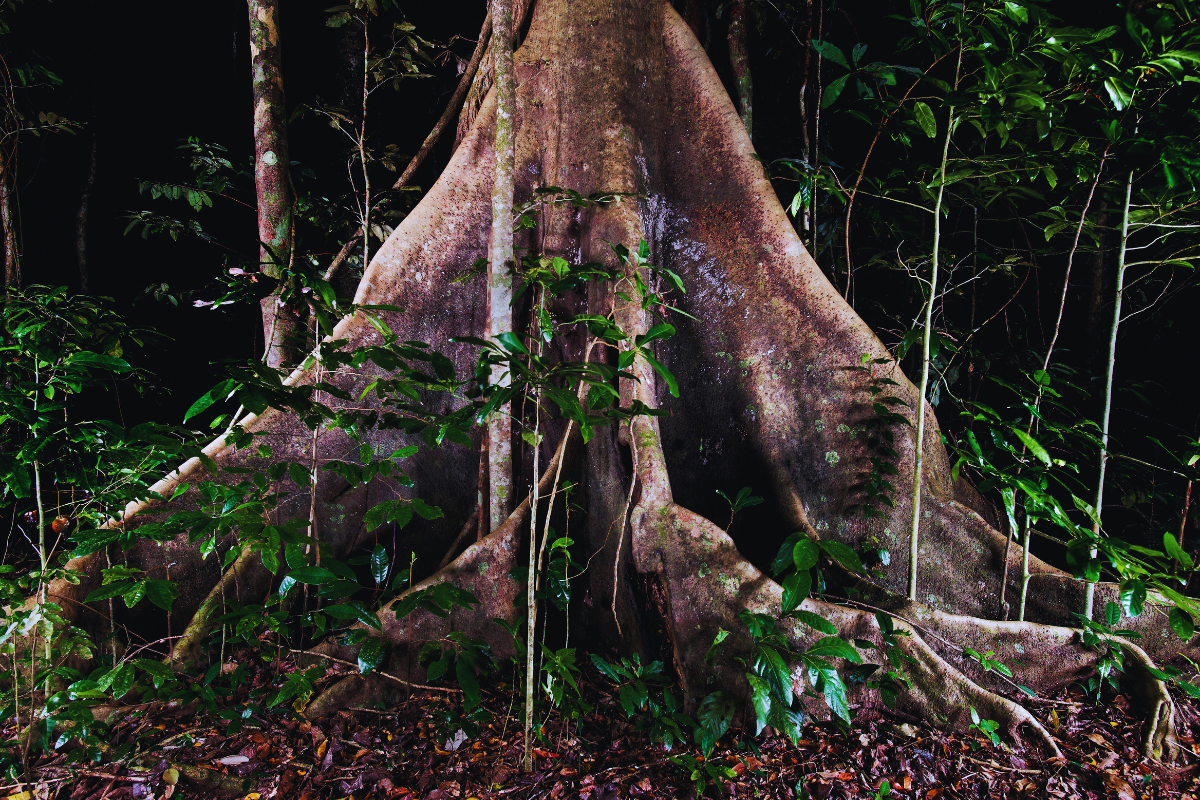 Daintree Rainforest