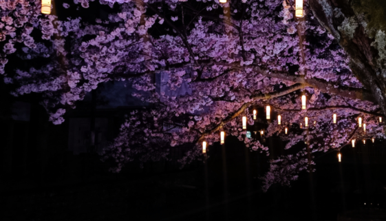 Sakura