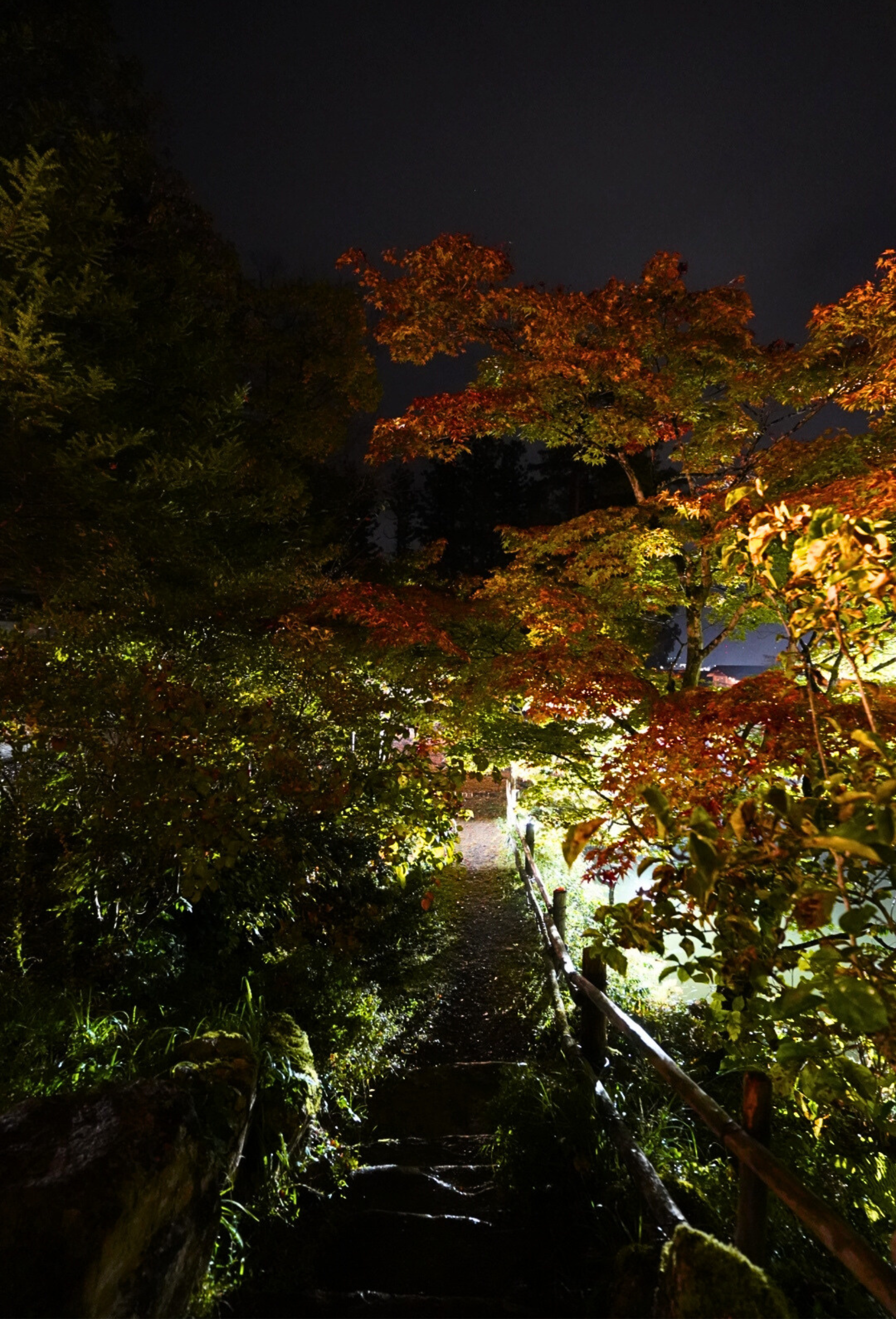 Autumn Illumination