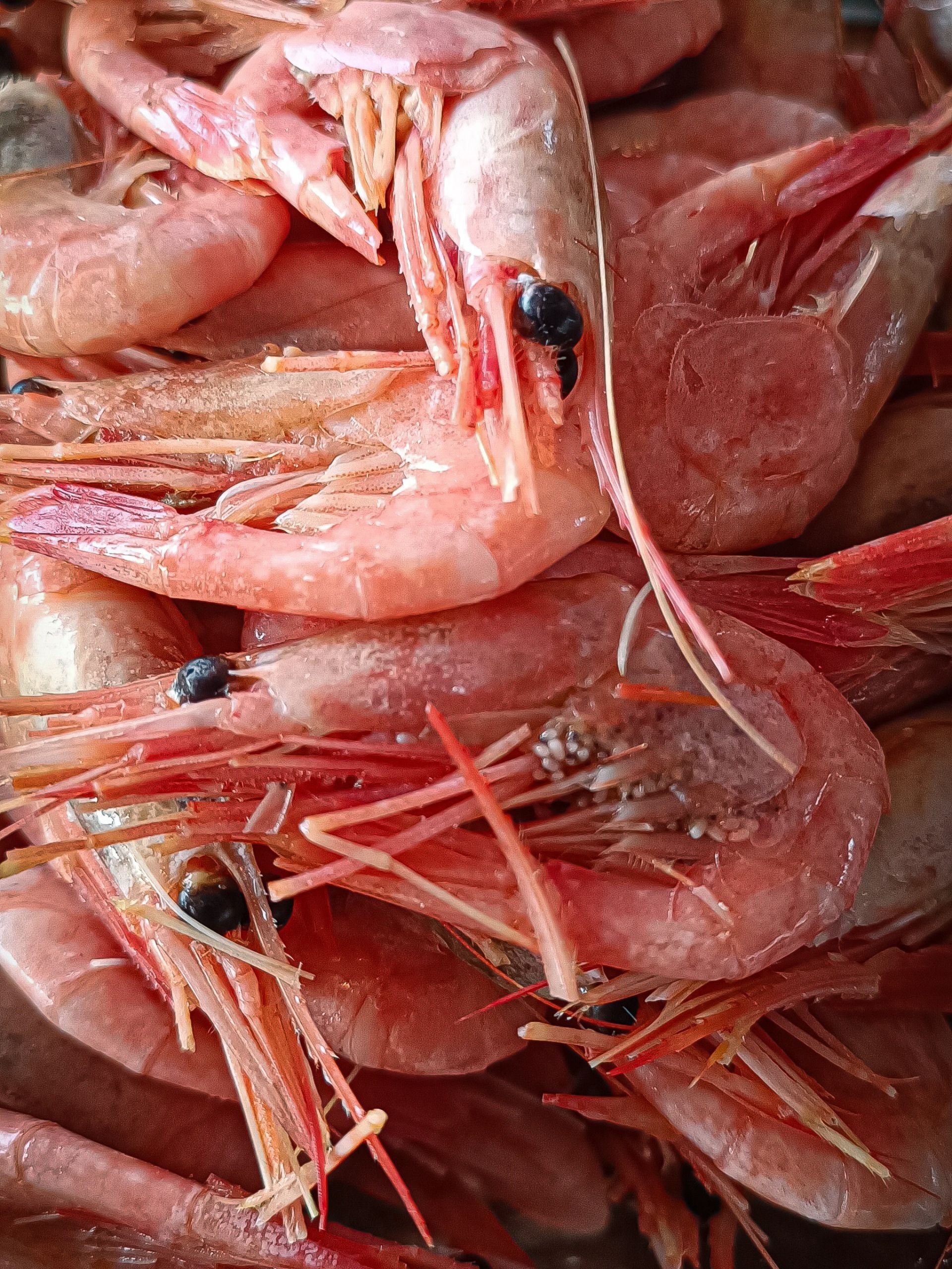 Shrimp Cruise Stockholm
