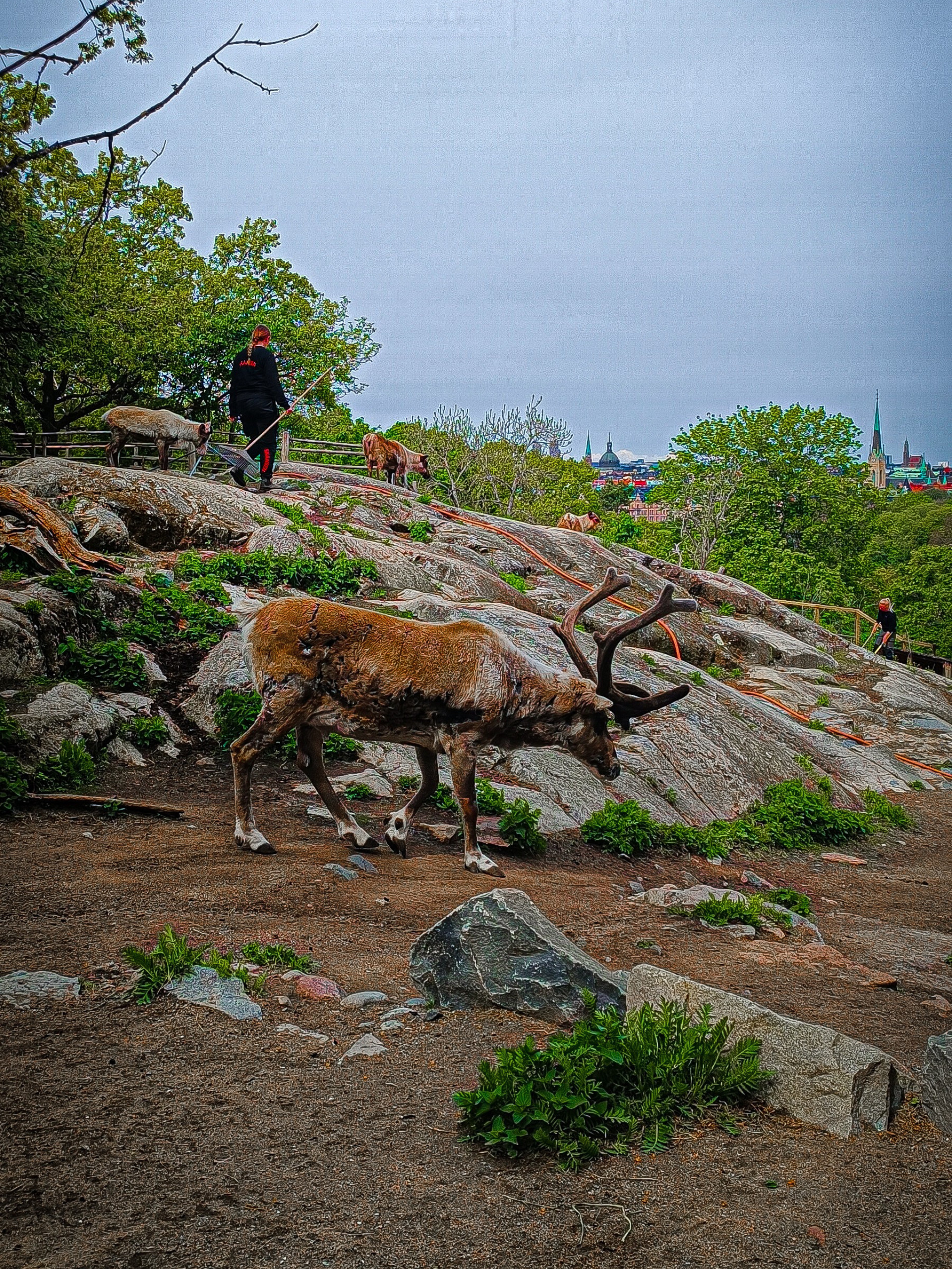Nordic animals at Skansen
