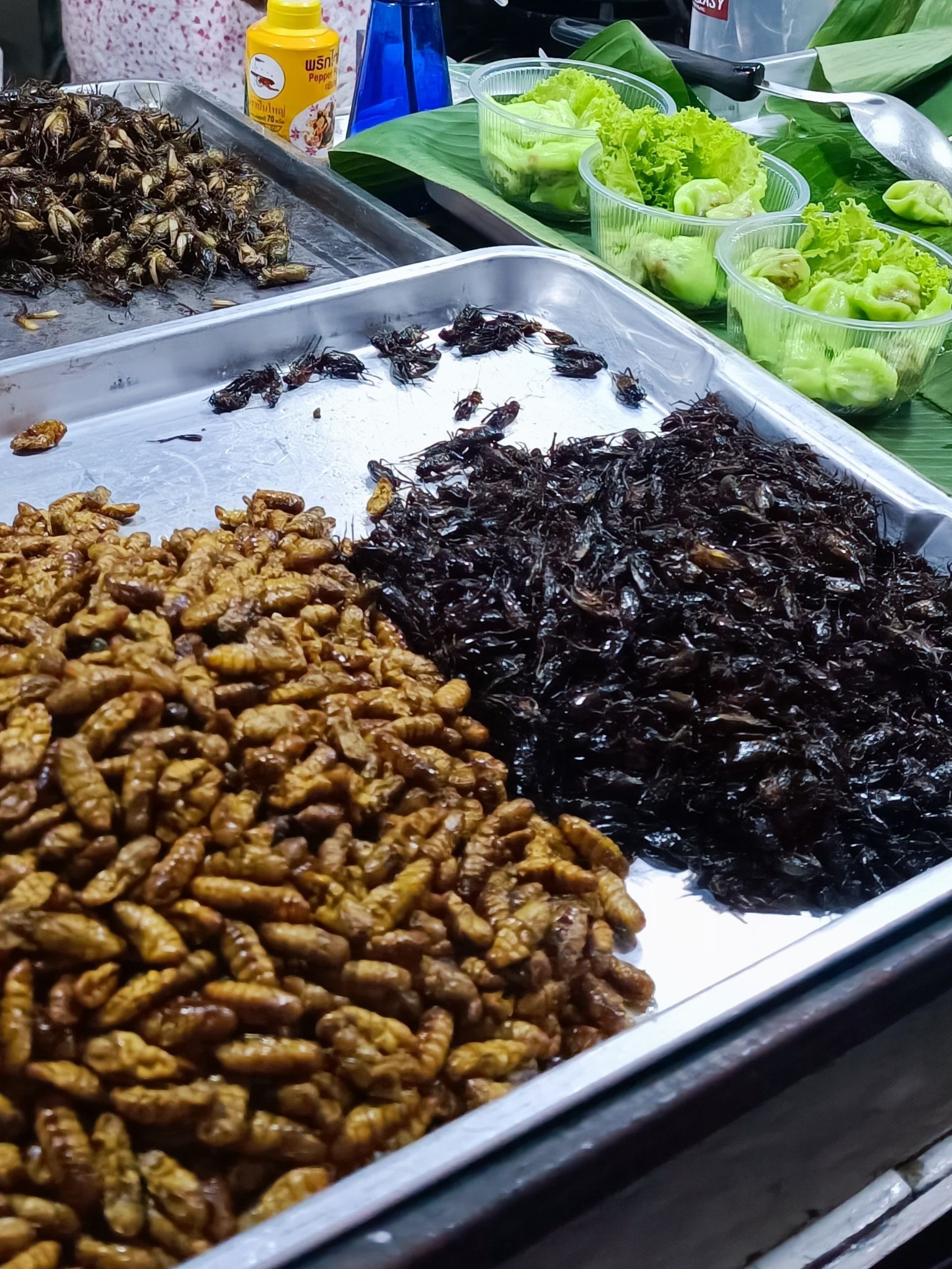 Insects in Thailand