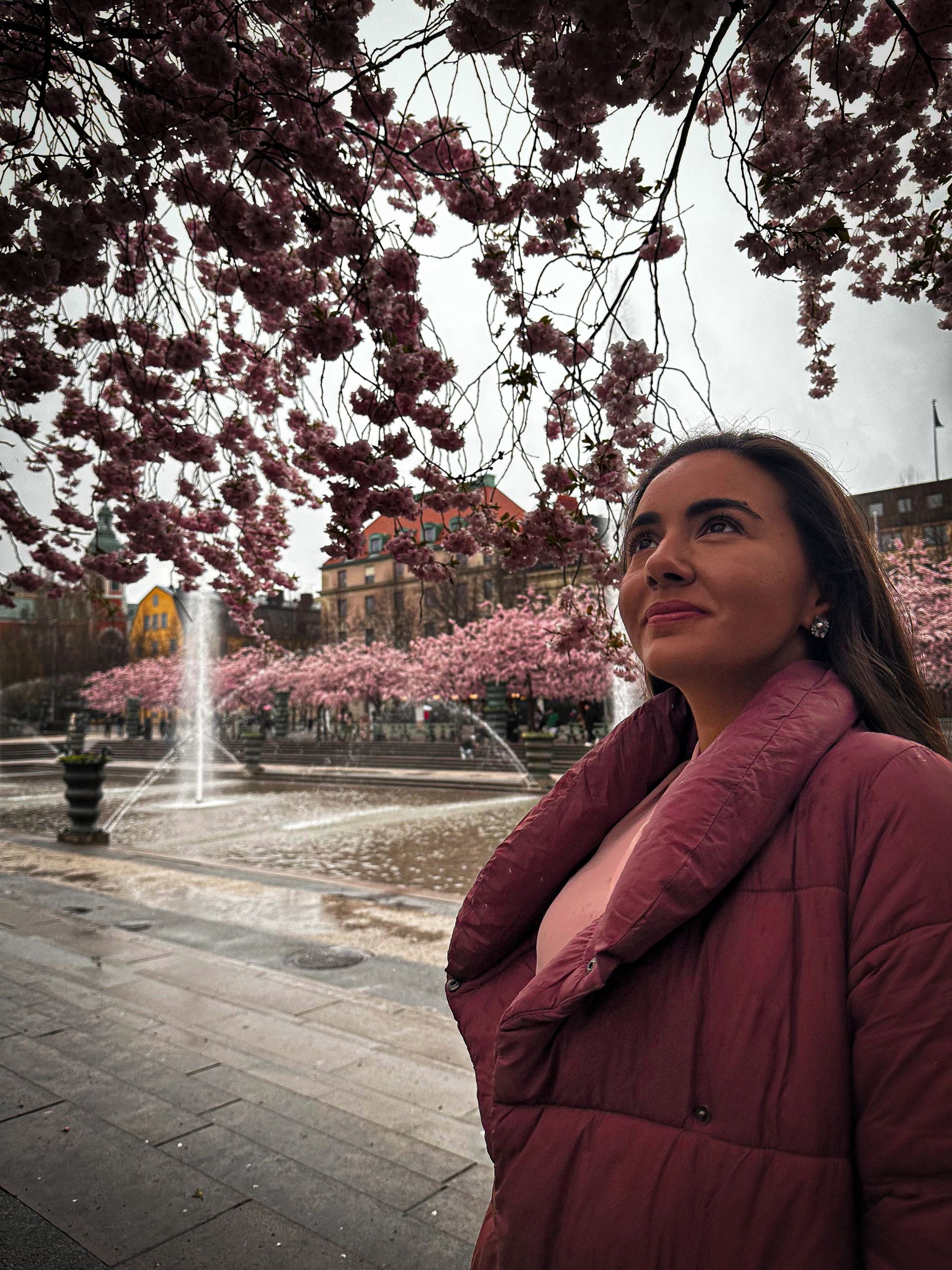 Cherry blossoms in Kungsträdgården